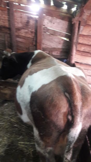  - Vaci decembrie 2017