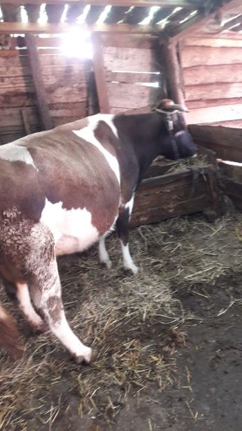  - Vaci decembrie 2017