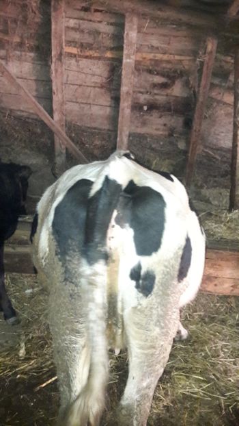  - Vaci decembrie 2017