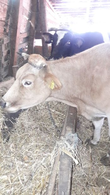  - Vaci decembrie 2017