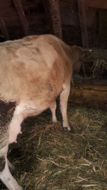  - Vaci decembrie 2017