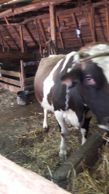  - Vaci decembrie 2017