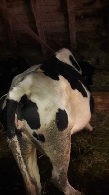  - Vaci decembrie 2017