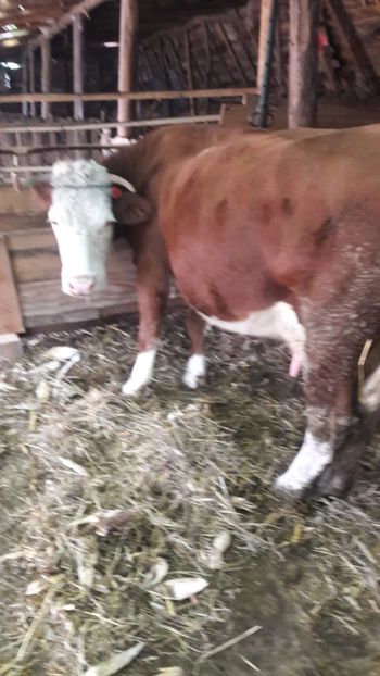 Baltata romaneasca - Vaci decembrie 2017