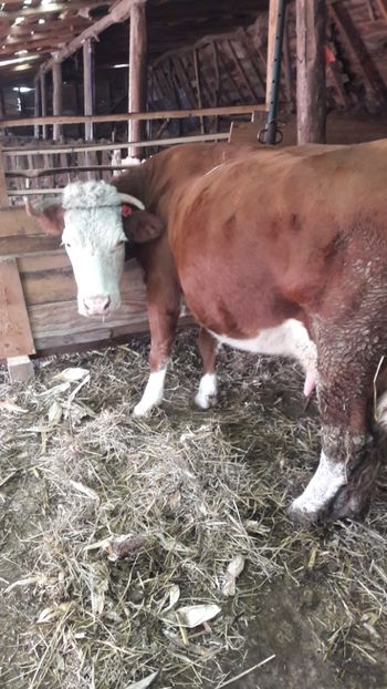  - Vaci decembrie 2017