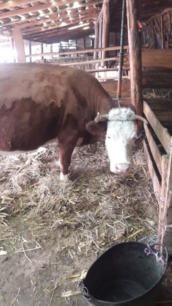  - Vaci decembrie 2017