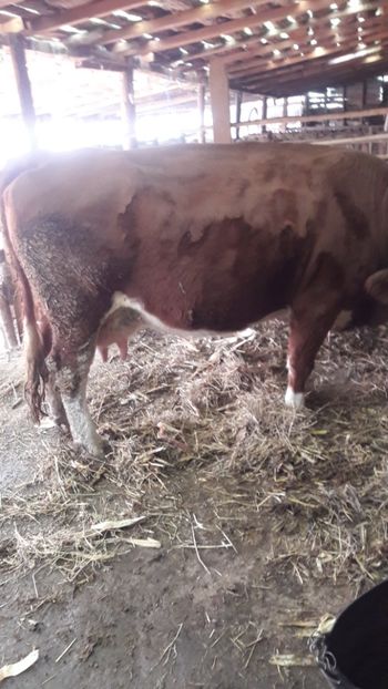  - Vaci decembrie 2017