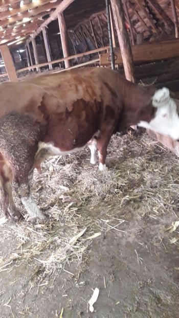  - Vaci decembrie 2017