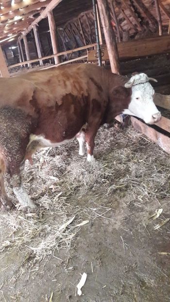  - Vaci decembrie 2017