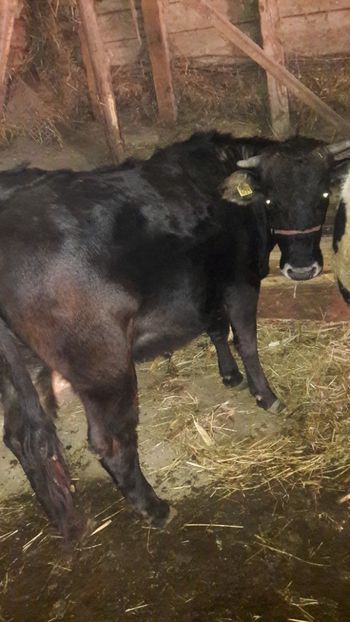  - Vaci decembrie 2017