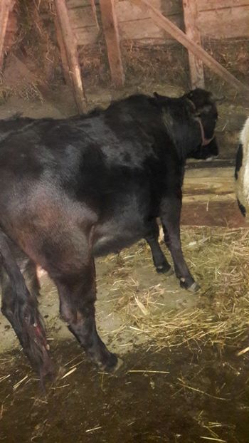  - Vaci decembrie 2017