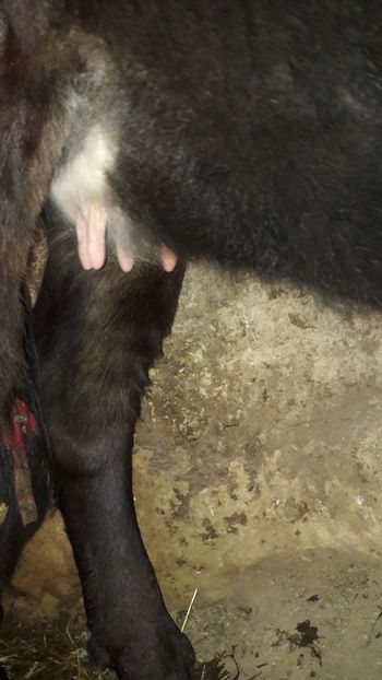 Junica bruna la prima fatare - Vaci decembrie 2017