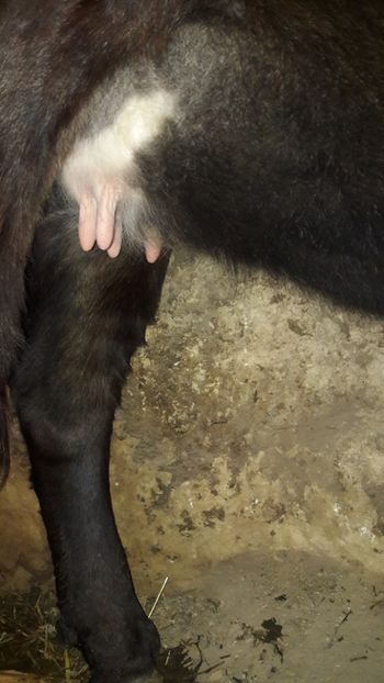  - Vaci decembrie 2017