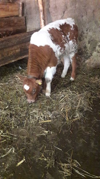Este vitelul celei galbene - Vaci decembrie 2017