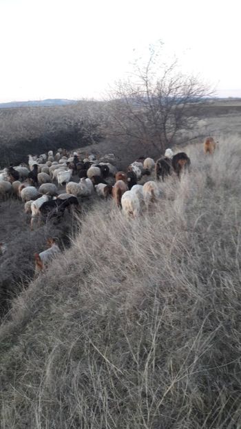  - Oi si capre decembrie 2017