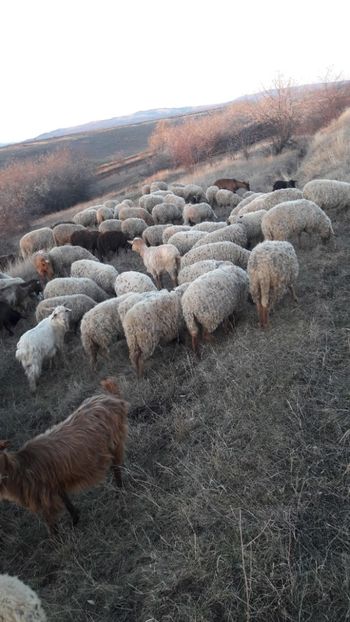  - Oi si capre decembrie 2017