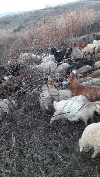  - Oi si capre decembrie 2017