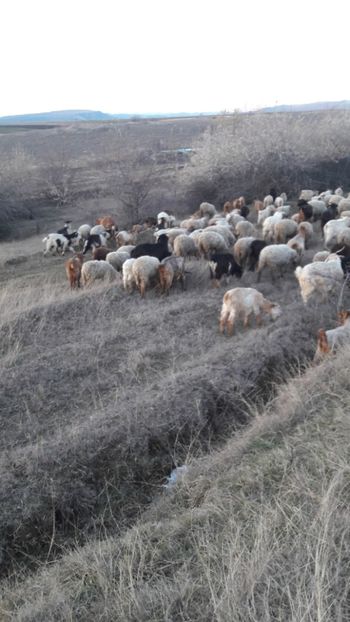  - Oi si capre decembrie 2017