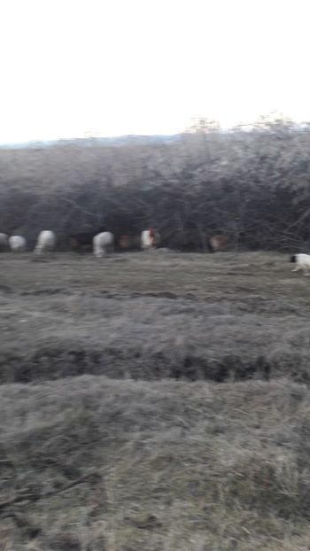  - Oi si capre decembrie 2017