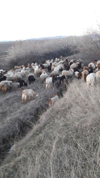  - Oi si capre decembrie 2017