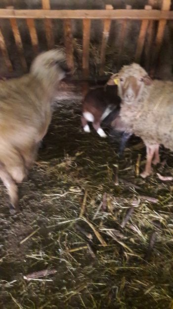  - Oi si capre decembrie 2017