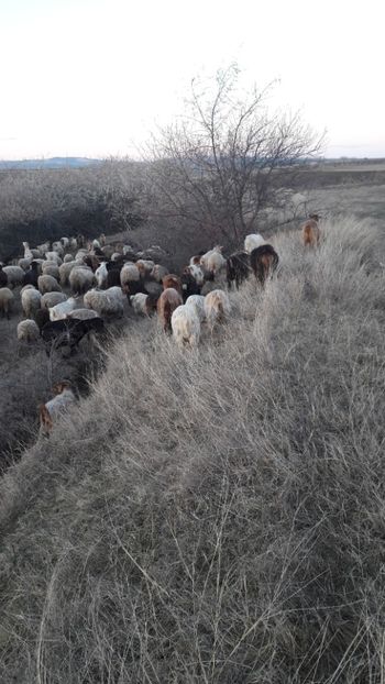  - Oi si capre decembrie 2017