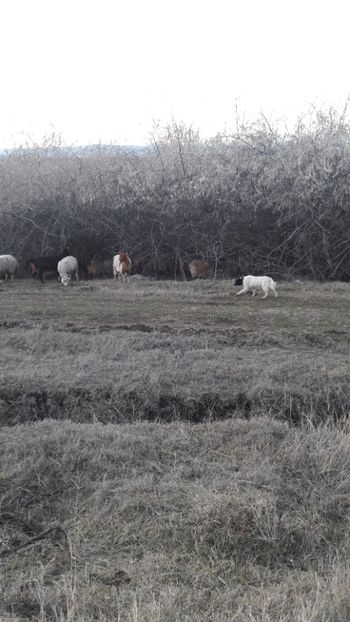  - Oi si capre decembrie 2017