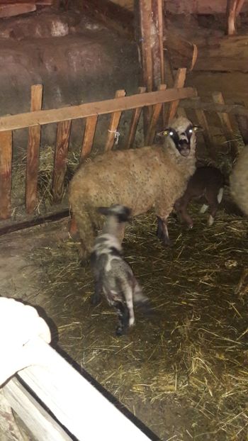  - Oi si capre decembrie 2017