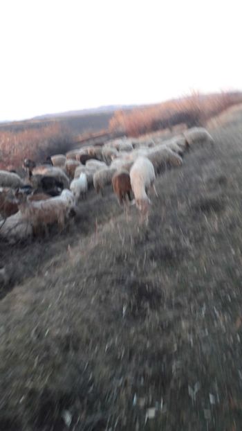  - Oi si capre decembrie 2017