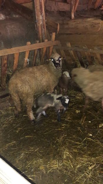  - Oi si capre decembrie 2017