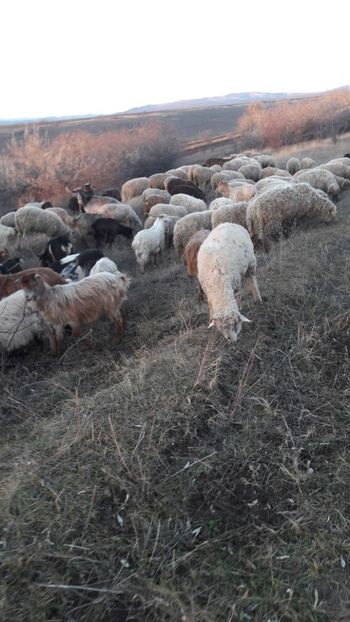  - Oi si capre decembrie 2017