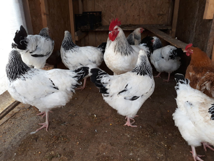 ACHIZITII NOI 5 PUICUTE 2017 VISANION - ACHIZITII 2017 GAINI SUSSEX