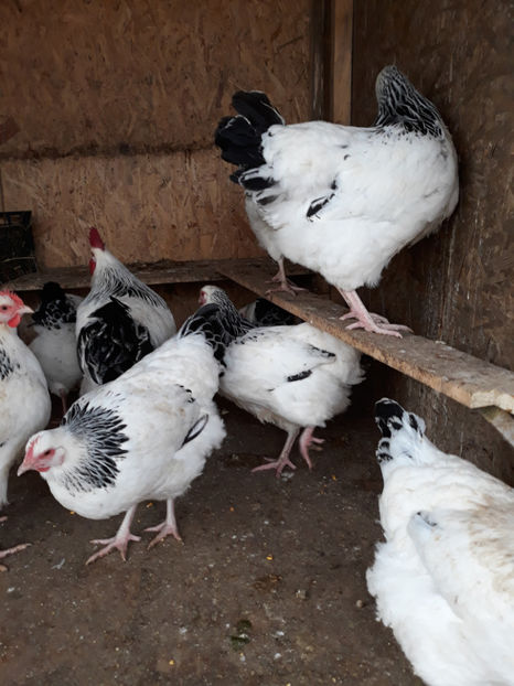  - ACHIZITII 2017 GAINI SUSSEX