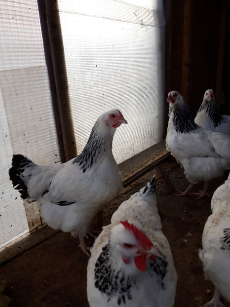  - ACHIZITII 2017 GAINI SUSSEX