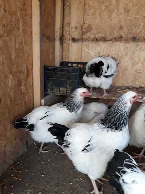  - ACHIZITII 2017 GAINI SUSSEX