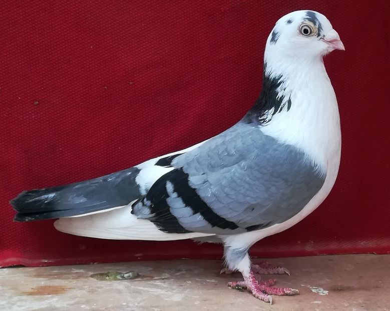 F 2012 - B-pe vânăt