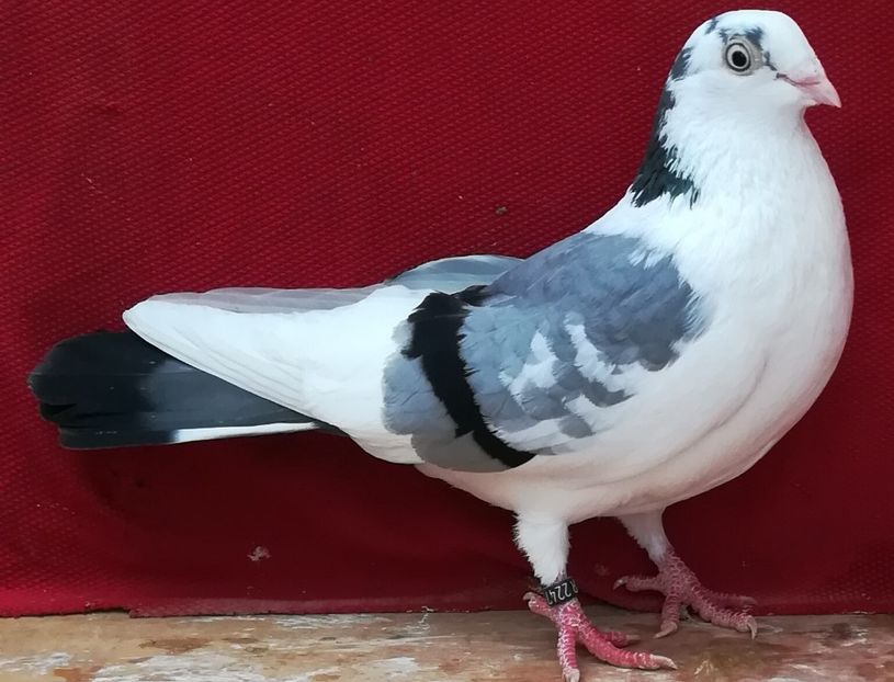 F 2016 - B-pe vânăt