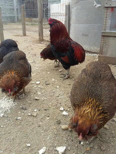 IMG-20171222-WA0003 - 2018 Araucana Potarnichiu familia nr 1