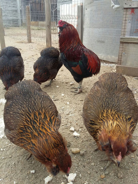 IMG-20171222-WA0004 - 2018 Araucana Potarnichiu familia nr 1