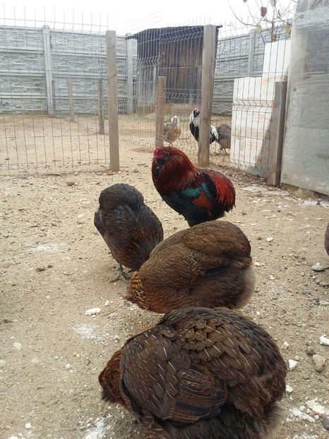 IMG-20171222-WA0005 - 2018 Araucana Potarnichiu familia nr 1