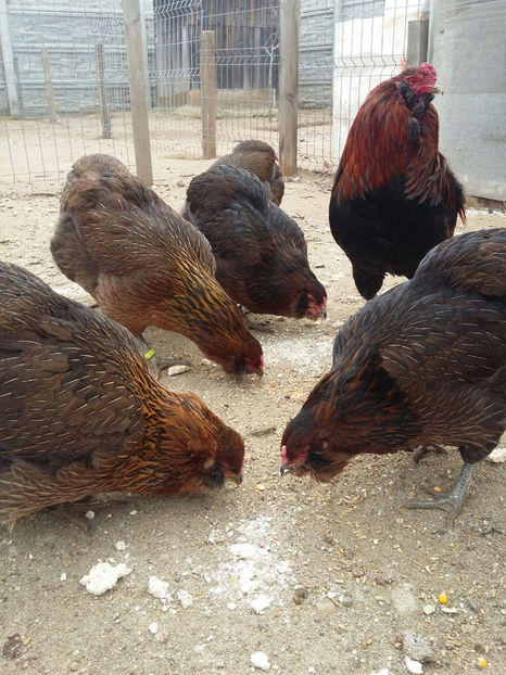 IMG-20171222-WA0007 - 2018 Araucana Potarnichiu familia nr 1