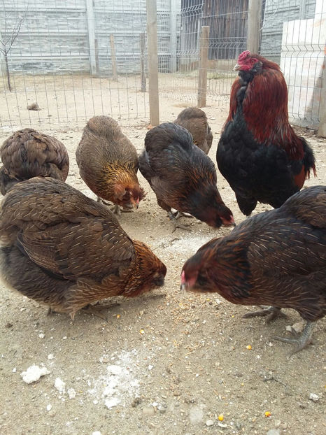 IMG-20171222-WA0009 - 2018 Araucana Potarnichiu familia nr 1