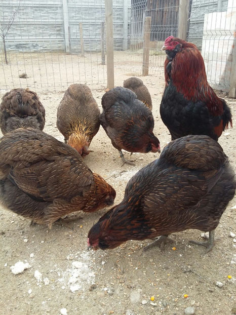 IMG-20171222-WA0011 - 2018 Araucana Potarnichiu familia nr 1