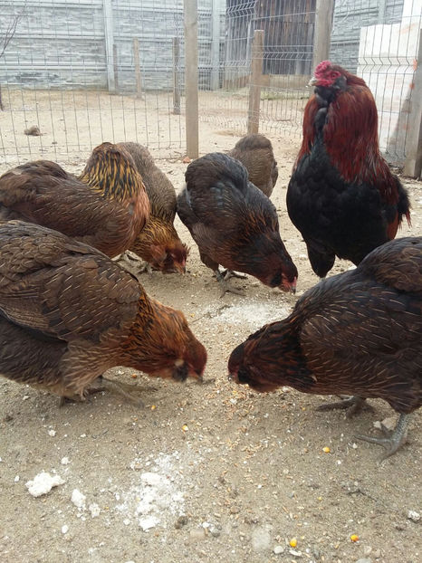 IMG-20171222-WA0012 - 2018 Araucana Potarnichiu familia nr 1