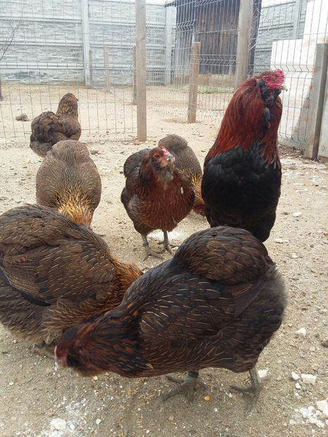 IMG-20171222-WA0013 - 2018 Araucana Potarnichiu familia nr 1