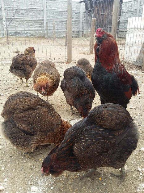 IMG-20171222-WA0014 - 2018 Araucana Potarnichiu familia nr 1