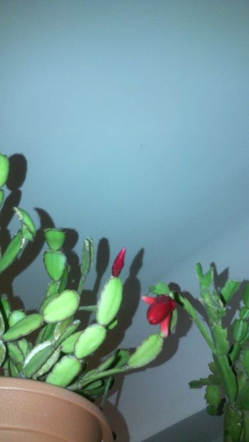 Ripsi roșu de Crăciun! - Schlumbergera 2014-2020