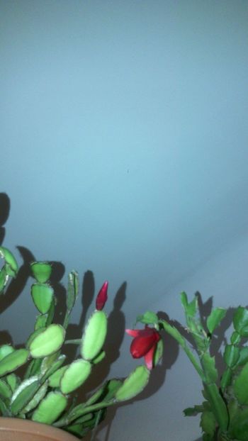 22.12.017 - Schlumbergera 2014-2020