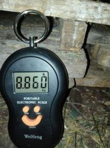 temp7 - Berbec lila Mascul 22-12-2017
