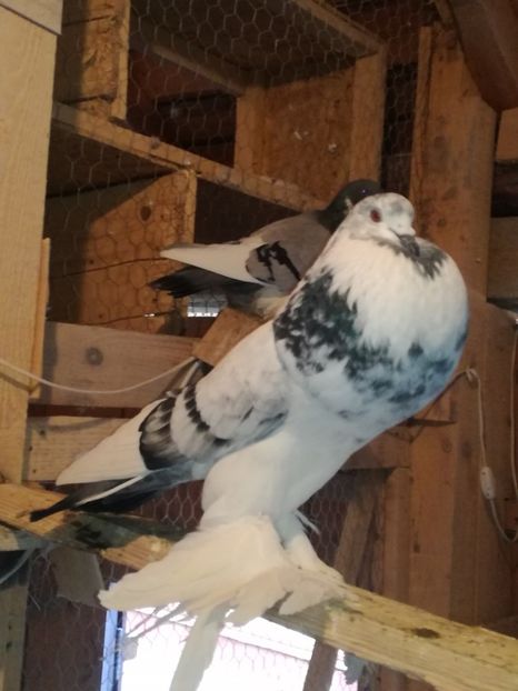  - GUSATI DE POMERANIA